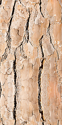 포토 JPG 해외이미지 나무 줄기 패턴 사람없음 갈색 검은색 거친 나무껍질 안심 옛날 해외202004 해외포토 식물 컬러 무늬 육류 껍질 파일형식 이미지허브