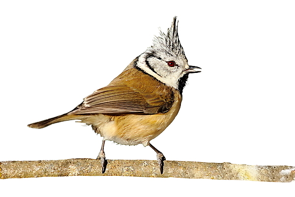 포토 JPG 해외이미지 나무 동물 유럽 야생동물 백그라운드 겨울 자연 조류 서기 앉기 사람없음 옆모습 컬러풀 갈색 정원 회색 흰색 나뭇가지 숲 깃털 싱글 부리 갈기 계산서 고립 넘어짐 부족함 해외202004 해외포토 식물 계절 나라 뷰포인트 컬러 컨셉 모션 생태계 파일형식 이미지허브