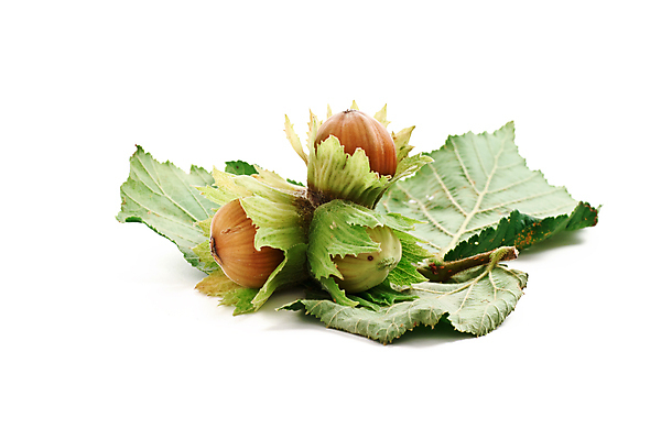 포토 JPG 해외이미지 나무 식물 음식 백그라운드 잎 과일 재료 자연 건강 씨앗 사람없음 초록색 갈색 견과류 껍질 가을 흰색 그룹 맛 자르기 다발 먹기 오브젝트 유기농 호두 내추럴 개암나무 고립 식용 어려움 채식주의자 개암 해외202004 해외포토 웰빙 계절 열매 컬러 컨셉 모션 생태계 채식 파일형식 이미지허브