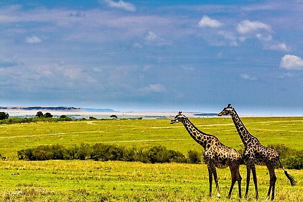 포토 JPG 해외이미지 동물 한마리 야생동물 여행 포유류 아프리카 자연 휴가 동물원 국립공원 사람없음 야외 세로 초록색 파란색 관광지 컬러풀 걷기 점 황무지 큼 기린 사파리 케냐 단아함 대가리 사바나 웅장함 초식 탄자니아 평야 해외202004 해외포토 1 공원 나라 컬러 모션 크기 생태계 파일형식 이미지허브