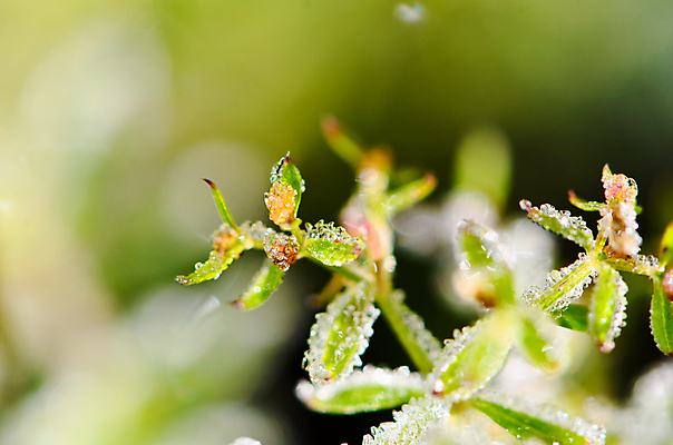 포토 JPG 해외이미지 나무 식물 계절 공원 문화 백그라운드 컨셉 잎 크리스마스 겨울 패턴 자연 추상 휴가 새로움 사람없음 야외 목재 초록색 파란색 환경 얼음 추위 안개 흰색 나뭇가지 가시 숲 12월 크리스탈 연도 묘사 질감 서리 전나무 내추럴 해외202004 해외포토 자연요소 공공시설 기념일 컬러 무늬 재료 날씨 날짜 광석 생태계 파일형식 이미지허브