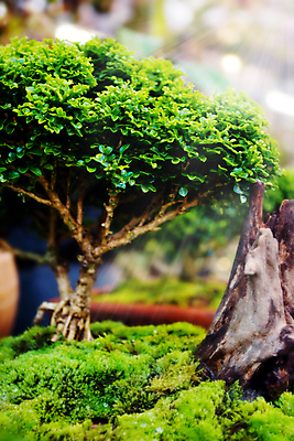 포토 JPG 해외이미지 나무 식물 잎 자연 동양인 취미 사람없음 장식 초록색 정원 일본 중국 미니어처 성장 흰색 냄비 작음 원예 뿌리 분재 해외202004 해외포토 아시아 컬러 인종 모형 솥 크기 생태계 파일형식 이미지허브