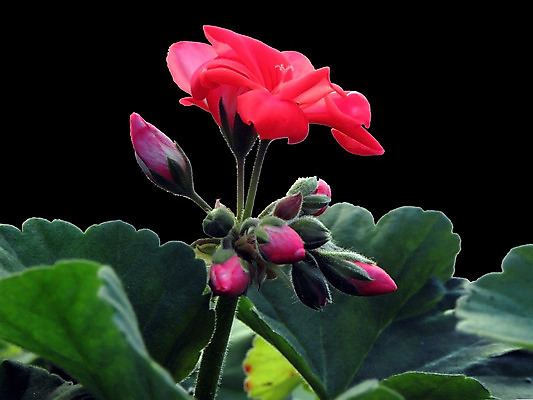 포토 JPG 해외이미지 식물 디자인 꽃 행복 백그라운드 잎 꽃무늬 자연 사람없음 장식 빨간색 초록색 빛 검은색 봄 벚꽃 신선 고립 제라늄 해외202004 해외포토 계절 감정 컬러 무늬 생태계 파일형식 이미지허브