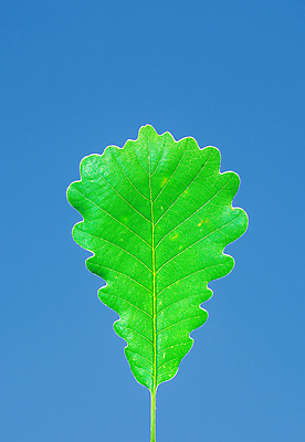 포토 JPG 해외이미지 디자인 백그라운드 잎 하늘 사람없음 초록색 파란색 내추럴 고립 해외202004 해외포토 식물 컬러 파일형식 이미지허브