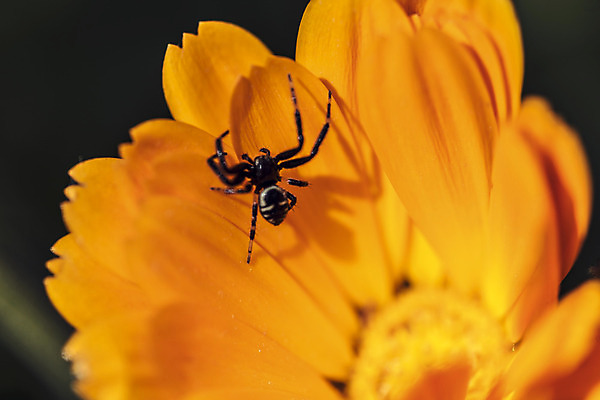 포토 JPG 해외이미지 동물 곤충 잎 신체 오렌지 자연 사람없음 햇빛 검은색 웹 힘 활발 에너지 작업 기다림 8 사냥 해외202004 해외포토 식물 컬러 컨셉 인터넷 과일 모션 태양 숫자 생태계 파일형식 이미지허브