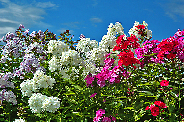 포토 JPG 해외이미지 식물 꽃잎 꽃 줄기 잎 자연 사람없음 초록색 정원 기쁨 신선 개화 맛 만족 향기 냄새 악취 해외202004 해외포토 감정 컬러 컨셉 생태계 파일형식 이미지허브