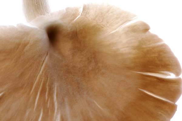 포토 JPG 해외이미지 식물 음식 농업 다이어트 채소 재료 자연 건강 사람없음 갈색 버섯 회색 굴 신선 닫기 맛 왕 유기농 내추럴 곰팡이 식용 이국적 해외202004 해외포토 웰빙 산업 컬러 컨셉 모션 어패류 생태계 파일형식 이미지허브