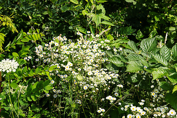 포토 JPG 해외이미지 식물 공원 꽃잎 꽃 백그라운드 잎 꽃무늬 밭 농업 자연 벽지 풍경 잔디 사람없음 야외 초록색 여름 컬러풀 노란색 환경 정원 활발 들꽃 성장 벚꽃 흰색 시골 침대 신선 개화 민들레 땅 허브 질감 데이지 화단 내추럴 캐모마일 평야 해외202004 해외포토 계절 공공시설 산업 컬러 가구 컨셉 무늬 생태계 파일형식 이미지허브