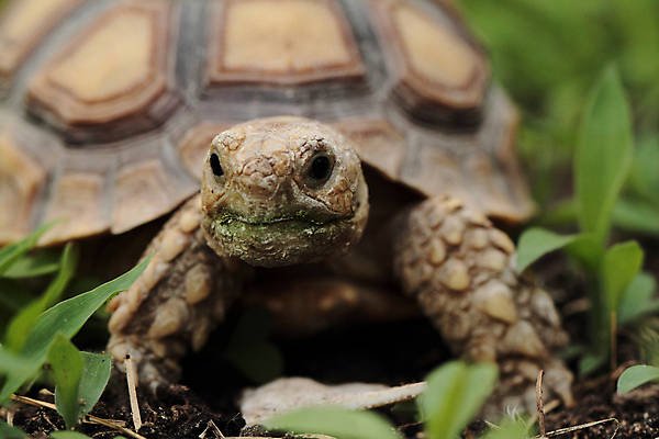 포토 JPG 해외이미지 동물 응시 야생동물 파충류 자연 사람없음 야외 초록색 반려동물 갈색 껍질 아기 거북이 만족 멸종 느림 갑옷 내추럴 기어가기 이국적 채식주의자 초식 해외202004 해외포토 시선 감정 컬러 모션 사람 보호장비 생태계 채식 파일형식 이미지허브