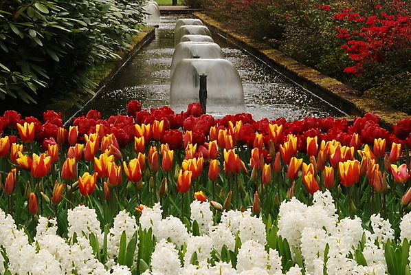 포토 JPG 해외이미지 식물 계절 꽃잎 꽃 줄기 백그라운드 잎 꽃무늬 패턴 밭 농업 자연 사람없음 야외 빨간색 햇빛 정원 봄 줄무늬 활발 젖음 튤립 벚꽃 시골 침대 개화 다발 네덜란드 나누기 강렬 블러 줄서기 많음 해외202004 해외포토 유럽 산업 컬러 가구 컨셉 무늬 모션 태양 수학 생태계 사칙연산 파일형식 이미지허브