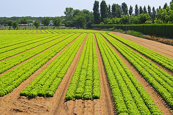 포토 JPG 해외이미지 선 밭 농업 채소 사람없음 초록색 농작물 농장 정원 흙 샐러드 시골 상추 땅 유기농 날것 세련 해외202004 해외포토 웰빙 산업 음식 컬러 파일형식 이미지허브