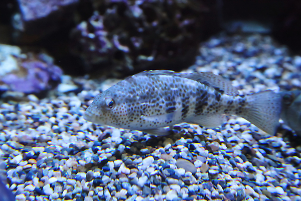 포토 JPG 해외이미지 사람없음 수중 수족관 해외202004 해외포토 파일형식 이미지허브