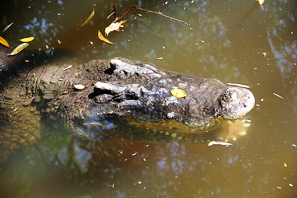 포토 JPG 해외이미지 동물 야생동물 파충류 자연 동물원 사람없음 야외 물 치아 위험 피부 육식동물 악어 해외202004 해외포토 자연요소 컨셉 신체부위 소화기관 생태계 파일형식 이미지허브