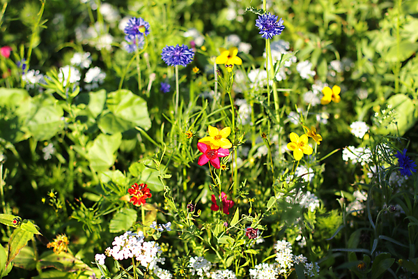 포토 JPG 해외이미지 식물 꽃 백그라운드 꽃무늬 밭 자연 풍경 사람없음 초록색 여름 햇빛 환경 정원 봄 벚꽃 시골 데이지 내추럴 해외202004 해외포토 계절 컬러 무늬 농업 태양 생태계 파일형식 이미지허브