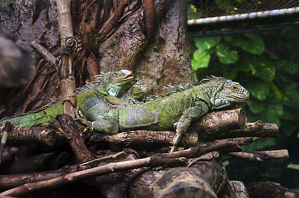 포토 JPG 해외이미지 나무 동물 척추동물 전통 디자인 응시 옷 야생동물 포즈 백그라운드 패턴 신체 바지 파충류 자연 표면 생물 사람없음 야외 장식 초록색 파란색 반려동물 컬러풀 갈색 머리 유행 환경 정원 어둠 나뭇가지 용 직물 도시 면 닫기 남색 피부 묘사 싱글 질감 땀 도마뱀 캔버스 육식동물 이구아나 섬유 스파이크 공화국 그런지 옛날 스타일 해외202004 해외포토 식물 시선 나라 컬러 무늬 모션 하의 신체부위 생태계 파일형식 이미지허브