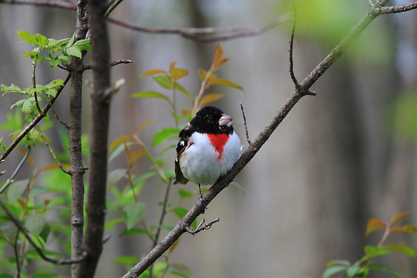 포토 JPG 해외이미지 동물 남자 야생동물 캐나다 날개 자연 조류 사람없음 빨간색 장미 검은색 흰색 나뭇가지 숲 깃털 부리 진홍색 동쪽 해외202004 해외포토 나무 꽃 컬러 북아메리카 사람 방향 생태계 파일형식 이미지허브