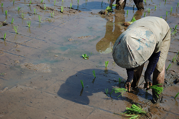 포토 JPG 해외이미지 식물 아시아 농업 자연 밥 열대 산 동양인 풍경 사람없음 초록색 농장 오두막 낟알 땅 언덕 인도네시아 통조림 헛간 내추럴 논밭 밭일 판잣집 평야 해외202004 해외포토 나라 산업 음식 컬러 밭 주택 논 인종 생태계 저장고 파일형식 이미지허브