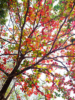 포토 JPG 해외이미지 나무 식물 계절 공원 백그라운드 잎 패턴 농업 오렌지 자연 벽지 추상 프레임 풍경 사람없음 야외 장식 빨간색 초록색 여름 빛 컬러풀 노란색 우주 환경 정원 봄 성장 가을 흰색 나뭇가지 숲 묘사 에코 유기농 질감 광합성 생태학 해외202004 해외포토 웰빙 공공시설 교육 산업 컬러 무늬 과일 생태계 파일형식 이미지허브