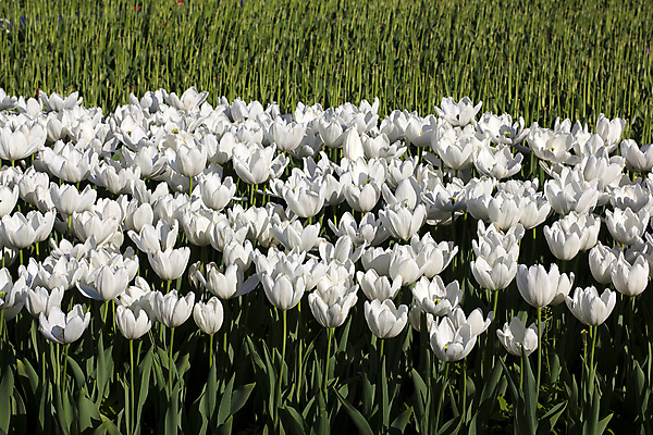 포토 JPG 해외이미지 식물 계절 공원 꽃잎 꽃 줄기 분홍색 꽃다발 백그라운드 잎 꽃무늬 밭 자연 사람없음 빨간색 초록색 빛 컬러풀 태양 노란색 정원 봄 활발 튤립 벚꽃 광선 시골 신선 개화 우아함 저녁 내추럴 해외202004 해외포토 자연요소 공공시설 컬러 컨셉 무늬 농업 야간 생태계 파일형식 이미지허브