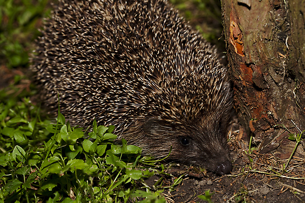 포토 JPG 해외이미지 나무 식물 동물 남자 야생동물 포유류 자연 성인 사람없음 갈색 큼 주둥이 스파이크 고슴도치 동물상 해외202004 해외포토 컬러 사람 조형물 크기 생태계 파일형식 이미지허브