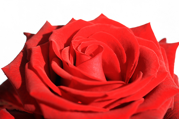 포토 JPG 해외이미지 식물 기념일 꽃잎 꽃 줄기 결혼 잎 꽃무늬 데이트 자연 휴가 발렌타인데이 선물 사랑 사람없음 장식 빨간색 초록색 장미 정원 어둠 신혼여행 축하 생일 우아함 닫기 유혹 원예 열정 내추럴 어머니의날 해외202004 해외포토 감정 컬러 컨셉 무늬 모션 데이이벤트 이벤트 취미 생태계 미국문화 파일형식 이미지허브