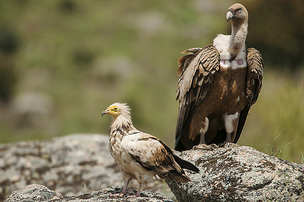 포토 JPG 해외이미지 식물 꽃 유럽 야생동물 날개 자연 조류 아침 산 이집트 3 앉기 사람없음 야외 초록색 태양 갈색 노란색 환경 봄 바위 흰색 그룹 황무지 정상 동쪽 내추럴 동물상 전국 절정 해외202004 해외포토 주간 자연요소 동물 계절 나라 컬러 모션 아프리카 조형물 돌_바위 방향 생태계 파일형식 이미지허브