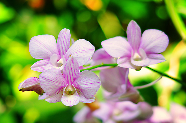 포토 JPG 해외이미지 식물 공원 꽃 백그라운드 꽃무늬 태국 자연 사람없음 야외 초록색 환경 정원 보라색 난초 숲 만족 방콕 내추럴 해외202004 해외포토 공공시설 감정 아시아 컬러 무늬 생태계 파일형식 이미지허브