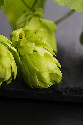 포토 JPG 해외이미지 검은배경 실내 근접촬영 사람없음 아웃포커스 해외202004 홉 해외포토 식물 뷰포인트 백그라운드 촬영기법 내부 검은색 파일형식 이미지허브