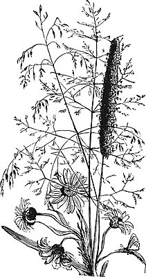 EPS 해외이미지 식물 꽃 선 일러스트 미술 검은색 수확 흰색 관목 그림 판화 해외202004 해외일러스트 나무 컬러 농업 문화예술 파일형식 벡터 이미지허브