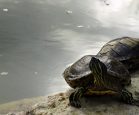 포토 JPG 해외이미지 동물 호수 야생동물 바다 파충류 자연 동물원 양서류 사람없음 물 정원 껍질 연못 거북이 보호 느림 동물상 해외202004 해외포토 자연요소 컨셉 조형물 생태계 파일형식 이미지허브