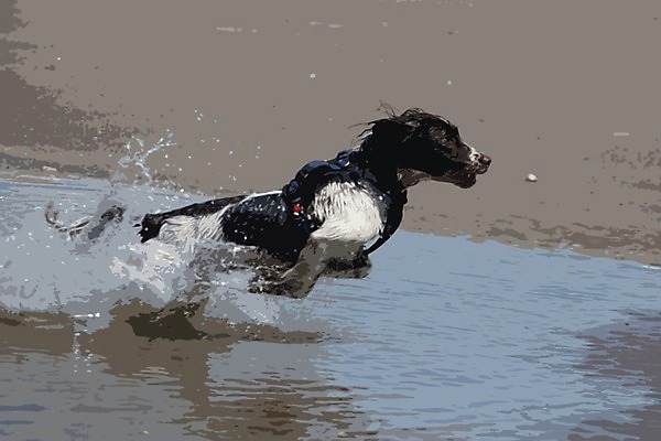 EPS 해외이미지 영어 새끼 모래 파도 바다 일러스트 물 반려동물 모래사장 달리기 점프 젖음 촉촉함 스패니얼 흰색 작업 개 강아지 간 타입 해외202004 해외일러스트 자연요소 동물 문자 컬러 포유류 모션 장기_의학 파일형식 벡터 이미지허브