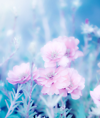 포토 JPG 해외이미지 식물 꽃 분홍색 백그라운드 꽃무늬 자연 아침 추상 사람없음 컬러풀 벚꽃 신선 개화 닫기 다발 만족 식물원 부드러움 파스텔톤 스타일 해외202004 해외포토 주간 감정 컬러 무늬 모션 감각 생태계 파일형식 이미지허브