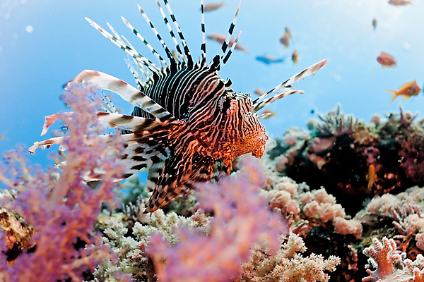 포토 JPG 해외이미지 식물 동물 야생동물 자연 이집트 어류 사람없음 물 컬러풀 수중 산호 사자 암초 동물상 소금물 해외202004 해외포토 자연요소 컬러 포유류 아프리카 조형물 수중동물 자포동물 생태계 파일형식 이미지허브