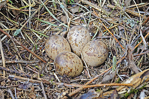 포토 JPG 해외이미지 식물 동물 계절 백그라운드 농업 자연 조류 부활절 풍경 사람없음 야외 목재 갈색 환경 봄 나뭇가지 시골 점 4 둥지 숲 단백질 메추리 취급주의 해외202004 해외포토 나무 기념일 산업 컬러 재료 경고 숫자 생태계 영양소 파일형식 이미지허브