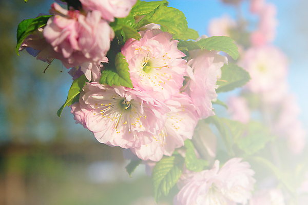 포토 JPG 해외이미지 나무 식물 계절 꽃잎 꽃 분홍색 자연 사람없음 야외 장식 가로 여름 햇빛 우주 보라색 봄 성장 벚꽃 나뭇가지 문학 해외202004 해외포토 컬러 태양 생태계 파일형식 이미지허브