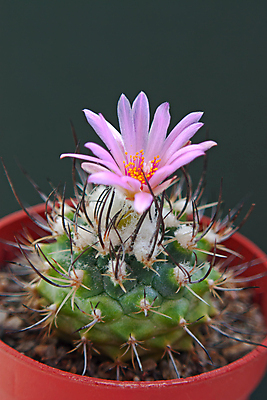 포토 JPG 해외이미지 식물 꽃 자연 선인장 사람없음 초록색 오브젝트 해외202004 해외포토 컬러 생태계 파일형식 이미지허브