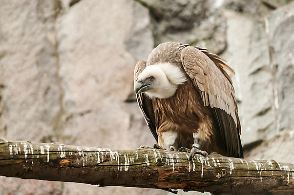 포토 JPG 해외이미지 동물 척추동물 응시 얼굴 야생동물 장갑 자연 조류 생물 종류 사람없음 갈색 노란색 머리 검은색 자유 흰색 큼 먹이 깃털 정사각형 부리 독수리 대머리 사냥꾼 멸종 붓꽃 애국심 웅장함 포식 해외202004 해외포토 도형 직업 헤어스타일 시선 잡화 꽃 컬러 컨셉 신체부위 크기 생태계 파일형식 이미지허브