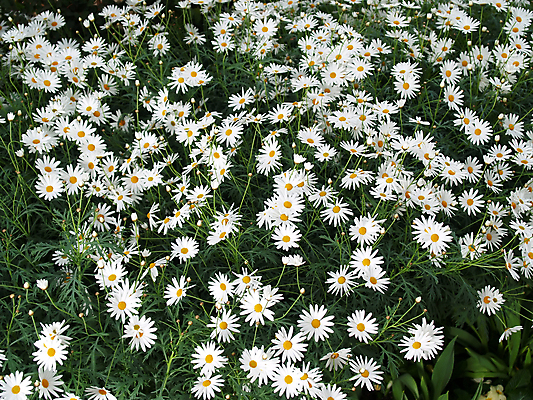 포토 JPG 해외이미지 식물 계절 공원 꽃잎 꽃 꽃무늬 전구 자연 새로움 사람없음 야외 컬러풀 정원 봄 활발 성장 흰색 개화 특별함 해외202004 해외포토 공공시설 컬러 컨셉 무늬 생태계 파일형식 이미지허브