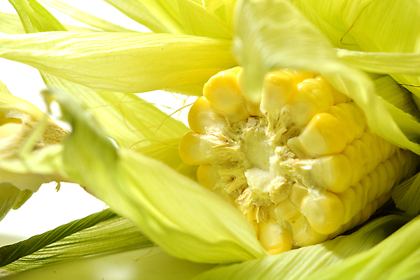 포토 JPG 해외이미지 음식 백그라운드 잎 농업 다이어트 채소 과일 재료 자연 건강 옥수수 사람없음 초록색 여름 농장 노란색 껍질 신선 황금 달콤 낟알 먹기 알맹이 날것 보리 귀 팝콘 미로 내추럴 고립 꼬투리 숙성 팝 해외202004 해외포토 식물 계절 산업 컬러 모션 곡류 신체부위 맛 생태계 파일형식 이미지허브