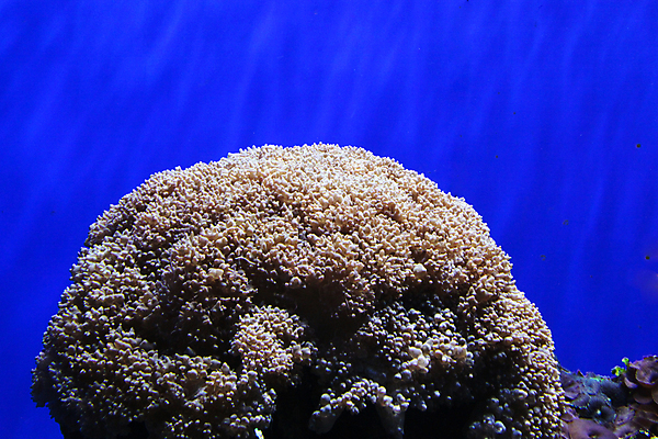 포토 JPG 해외이미지 사람없음 수중 산호 수족관 해외202004 해외포토 자포동물 파일형식 이미지허브