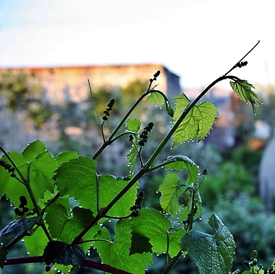 포토 JPG 해외이미지 식물 백그라운드 잎 자연 표면 건강 사람없음 초록색 물 빛 햇빛 태양 반사 환경 정원 봄 줄무늬 젖음 성장 물방울 신선 액체 떨어짐 이슬 빗방울 묘사 에코 질감 내추럴 생태학 잔물결 해외202004 해외포토 자연요소 계절 교육 물결 컬러 컨셉 무늬 비_날씨 생태계 파일형식 이미지허브