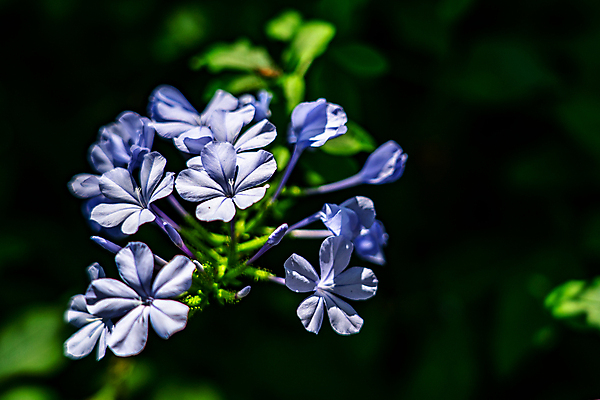 포토 JPG 해외이미지 식물 꽃잎 꽃 잎 꽃무늬 자연 사람없음 야외 여름 정원 성장 신선 개화 순수 해외202004 해외포토 계절 컨셉 무늬 생태계 파일형식 이미지허브