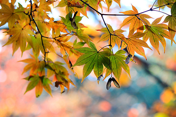 포토 JPG 해외이미지 나무 식물 계절 공원 실루엣 도로 여행 백그라운드 무지개 잎 패턴 자연 하늘 지붕 휴식 풍경 사람없음 빨간색 파란색 빛 컬러풀 햇빛 태양 정원 일본 활발 덮개 가을 나뭇가지 신선 보행로 닫기 숲 그늘 오솔길 강렬 해외202004 해외포토 자연요소 공공시설 아시아 길 컬러 컨셉 무늬 교통시설 모션 촬영기법 뚜껑 생태계 파일형식 이미지허브