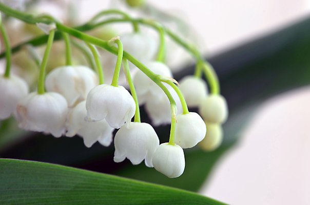 포토 JPG 해외이미지 식물 계절 공원 꽃잎 꽃 잎 꽃무늬 밭 자연 사람없음 야외 초록색 물 정원 계곡 봄 성장 벚꽃 종 흰색 신선 개화 우아함 순수 묘사 향기 아로마 내추럴 해외202004 해외포토 자연요소 공공시설 컬러 컨셉 무늬 농업 생태계 냄새 파일형식 이미지허브