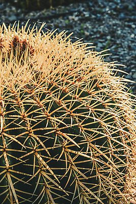 포토 JPG 해외이미지 식물 백그라운드 자연 선인장 건조 사람없음 장식 초록색 여름 노란색 정원 사막 원형 가시 척추 묘사 질감 내추럴 해외202004 해외포토 도형 계절 컬러 뼈 생태계 파일형식 이미지허브
