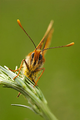 포토 JPG 해외이미지 식물 동물 꽃 유럽 야생동물 선 나비 곤충 백그라운드 컨셉 무늬 패턴 오렌지 자연 친절 생물 안테나 사람없음 초록색 컬러풀 노란색 점 스페인 메뚜기 서식지 내추럴 생태학 해외202004 해외포토 교육 나라 컬러 과일 통신 생태계 파일형식 이미지허브