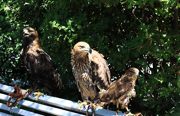 포토 JPG 해외이미지 조류 사람없음 사냥 부리 독수리 육식동물 해외202004 해외포토 동물 파일형식 이미지허브