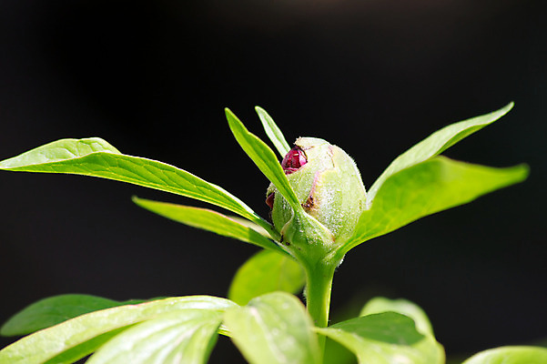 포토 JPG 해외이미지 꽃잎 꽃 분홍색 곤충 잎 꽃무늬 가족 휴가 사랑 사람없음 정원 주스 봄 기쁨 5월 개미 영원 작약 제안 해외202004 해외포토 식물 동물 계절 감정 음료 컬러 무늬 관계 날짜 파일형식 이미지허브