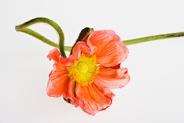 포토 JPG 해외이미지 식물 계절 꽃잎 꽃 꽃무늬 곡선 자연 유리 씨앗 사람없음 꽃병 벚꽃 향기 양귀비 해외202004 해외포토 선 무늬 재질 생태계 냄새 파일형식 이미지허브