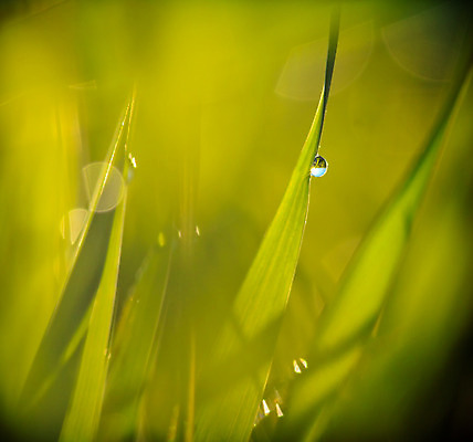 포토 JPG 해외이미지 식물 백그라운드 꽃무늬 밭 자연 아침 사람없음 야외 초록색 물 빛 컬러풀 햇빛 태양 노란색 환경 정원 맑음 봄 활발 신선 떨어짐 이슬 묘사 원예 화단 내추럴 강렬 해외202004 해외포토 주간 자연요소 계절 꽃 컬러 컨셉 무늬 농업 날씨 취미 생태계 파일형식 이미지허브
